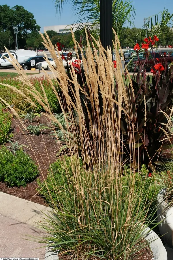 Feather Reed Grass