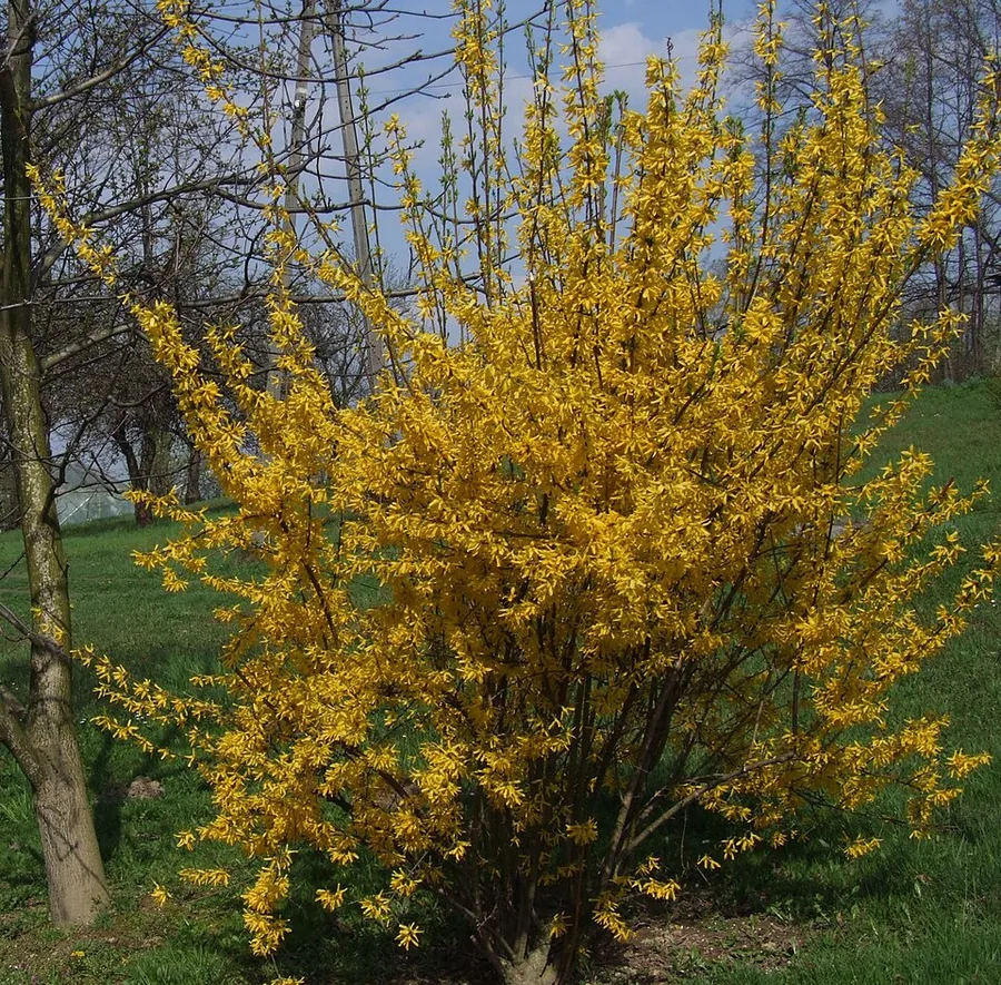 Border Forsythia