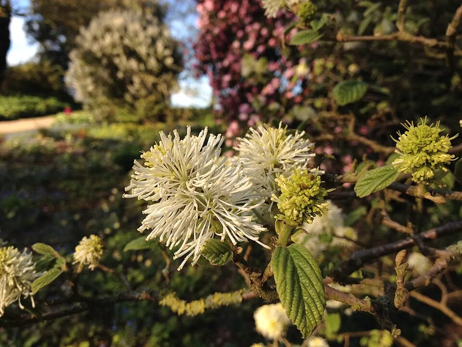 Dwarf Fothergilla