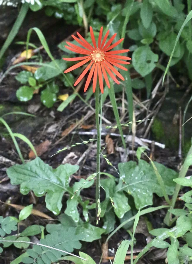Gerbera Daisy