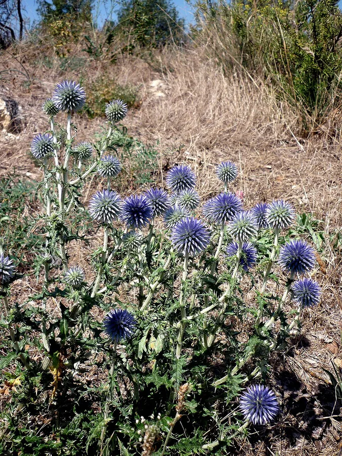 Globe Thistle