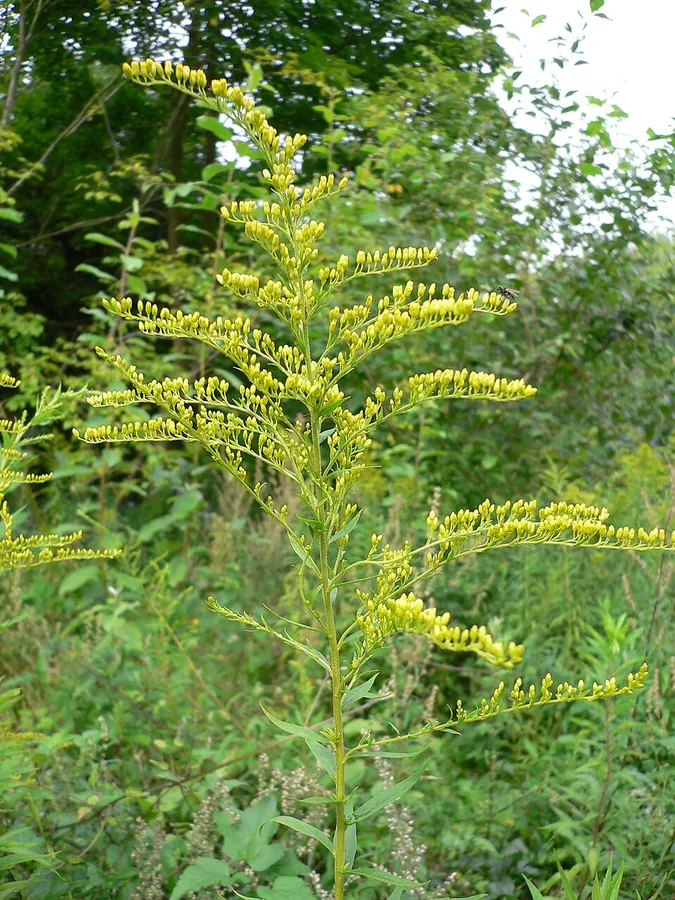 Goldenrod