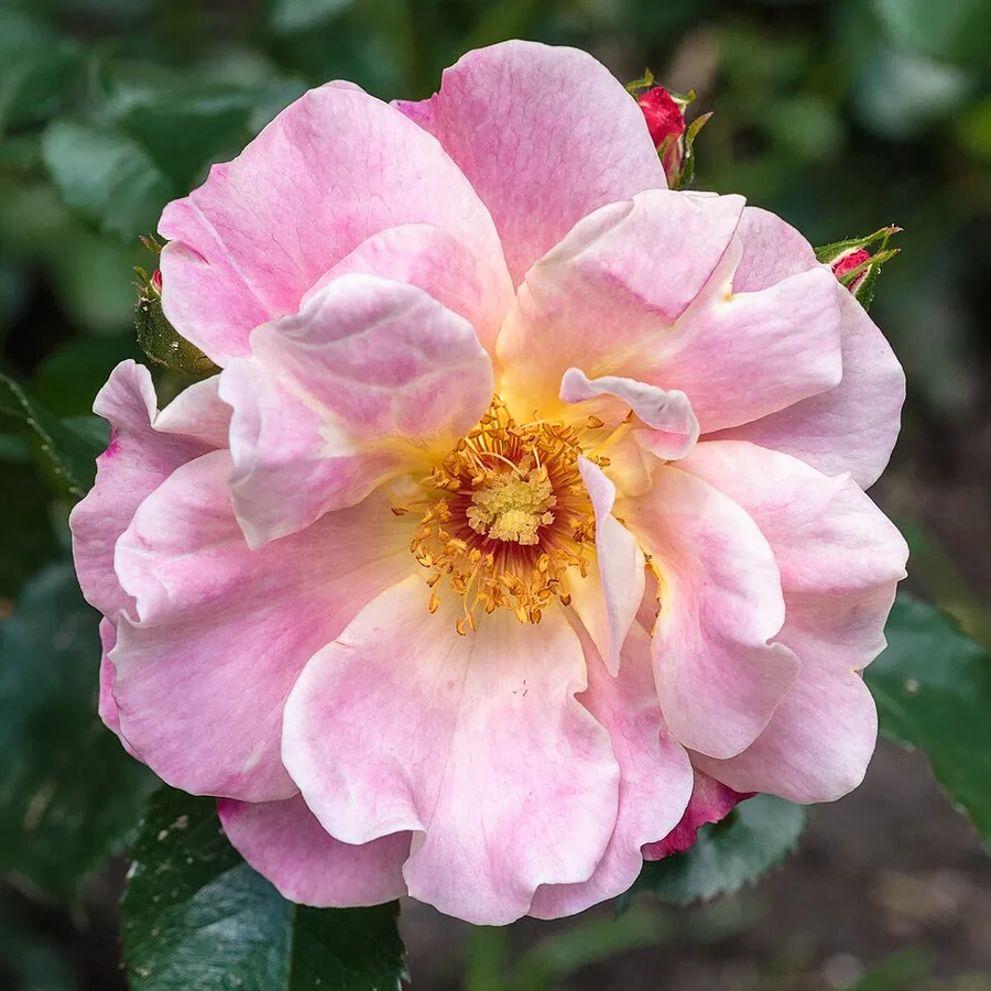 Grandiflora Rose