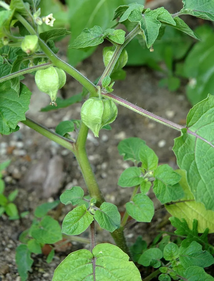 Ground Cherry