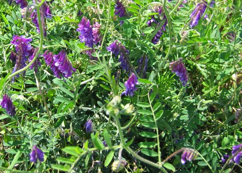 Hairy Vetch