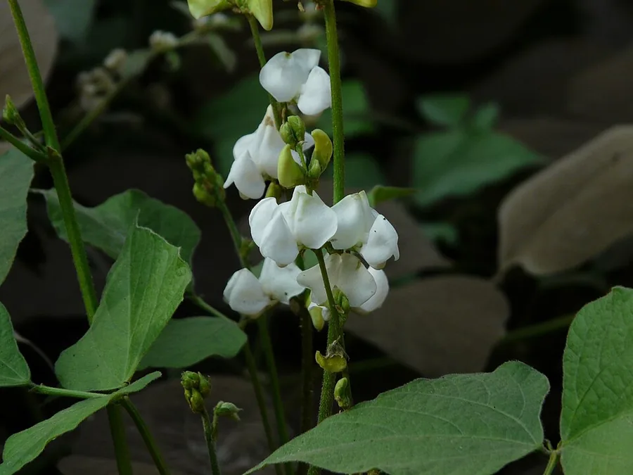 Hyacinth Bean