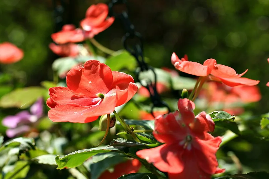 Impatiens