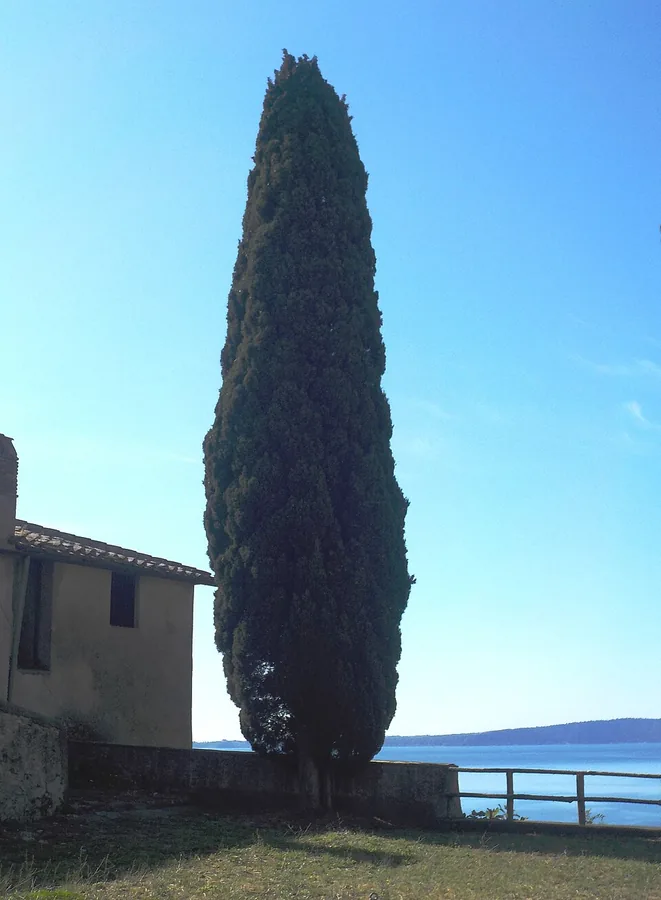 Italian Cypress