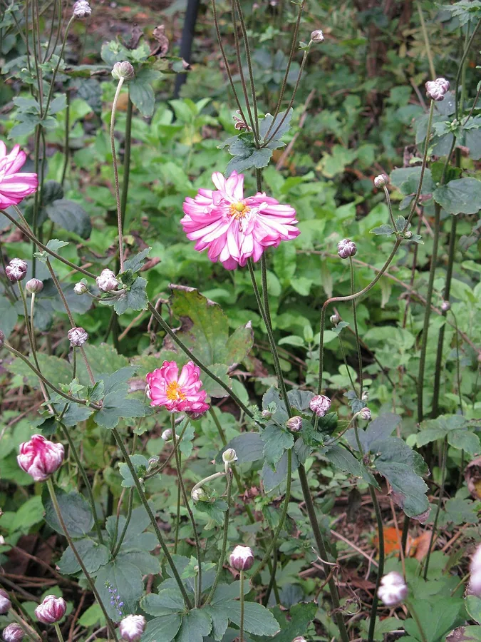 Japanese Anemone