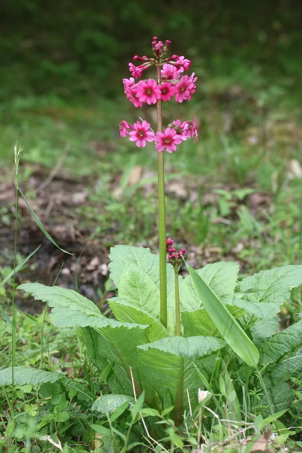 Japanese Primrose