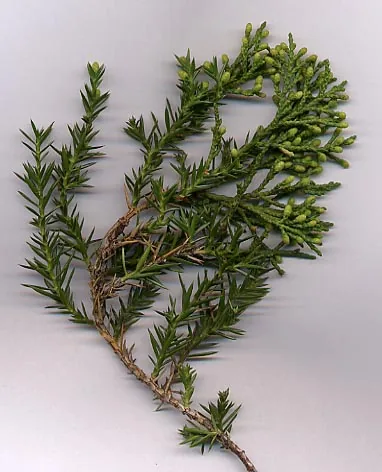 Juniper