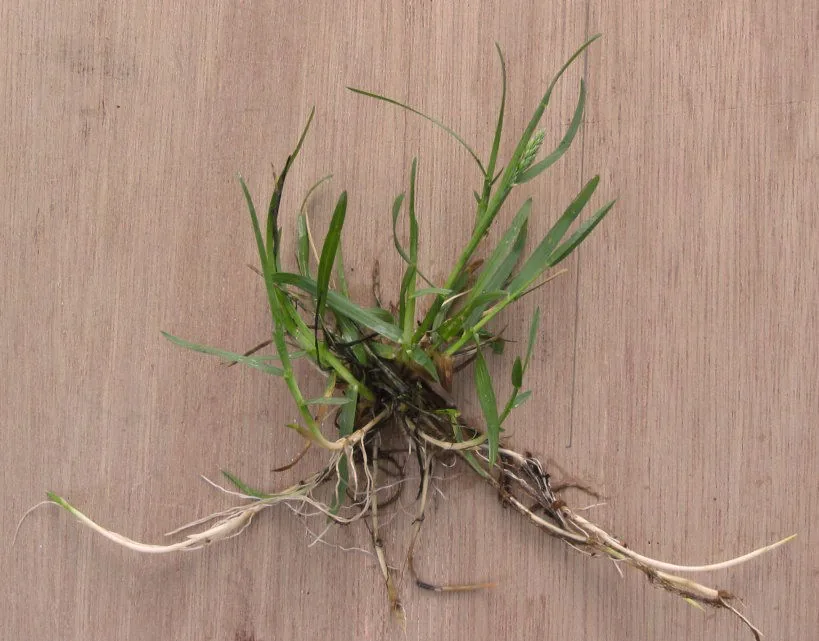 Kentucky Bluegrass