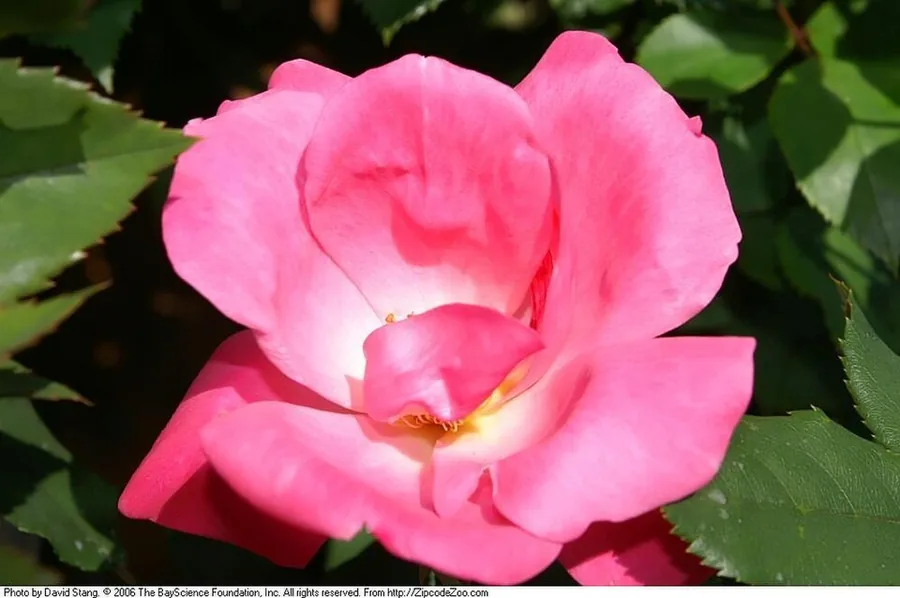 Knock Out Rose