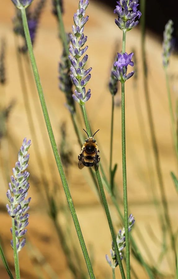Lavender
