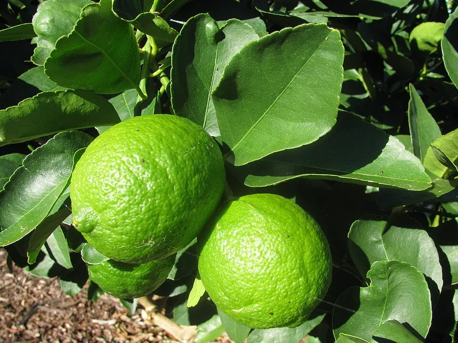 Lime