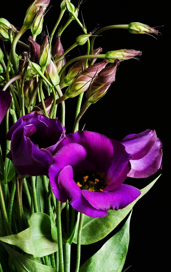 Lisianthus