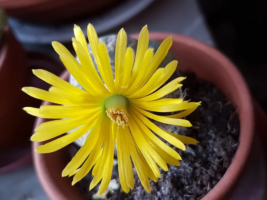 Lithops