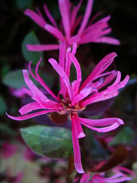 Chinese Fringe Flower