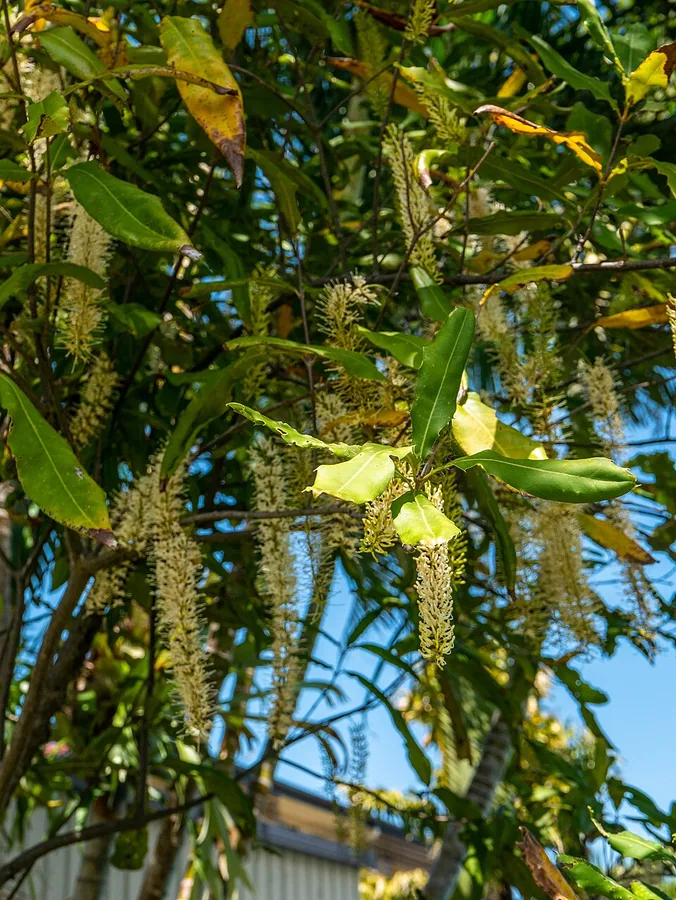 Macadamia