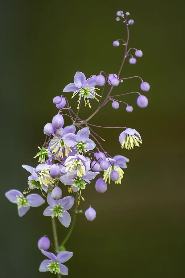 Meadow Rue