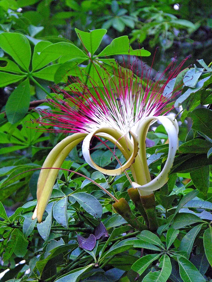 Money Tree