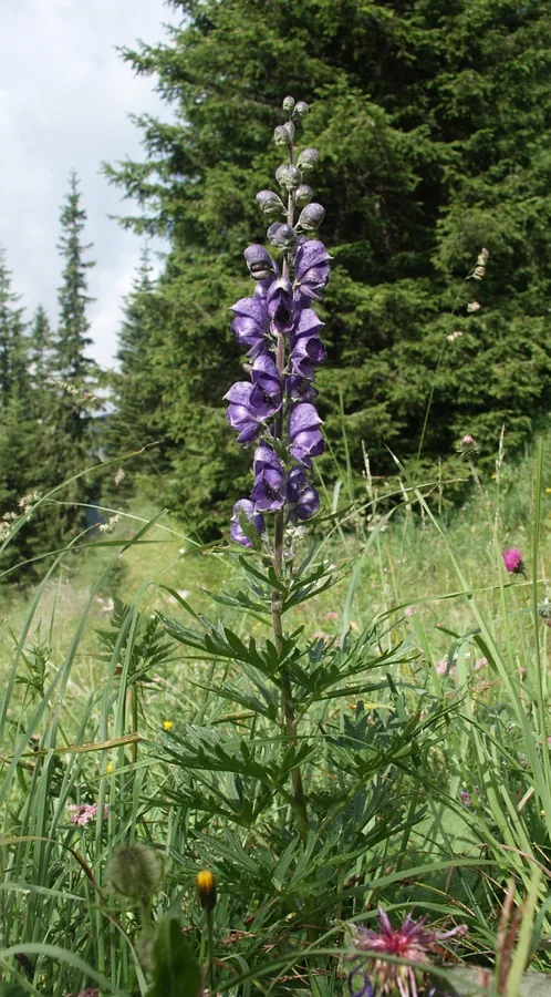 Monkshood