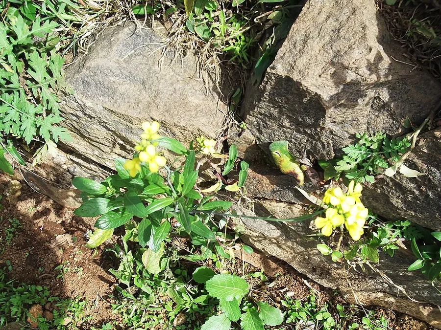 Mustard Greens
