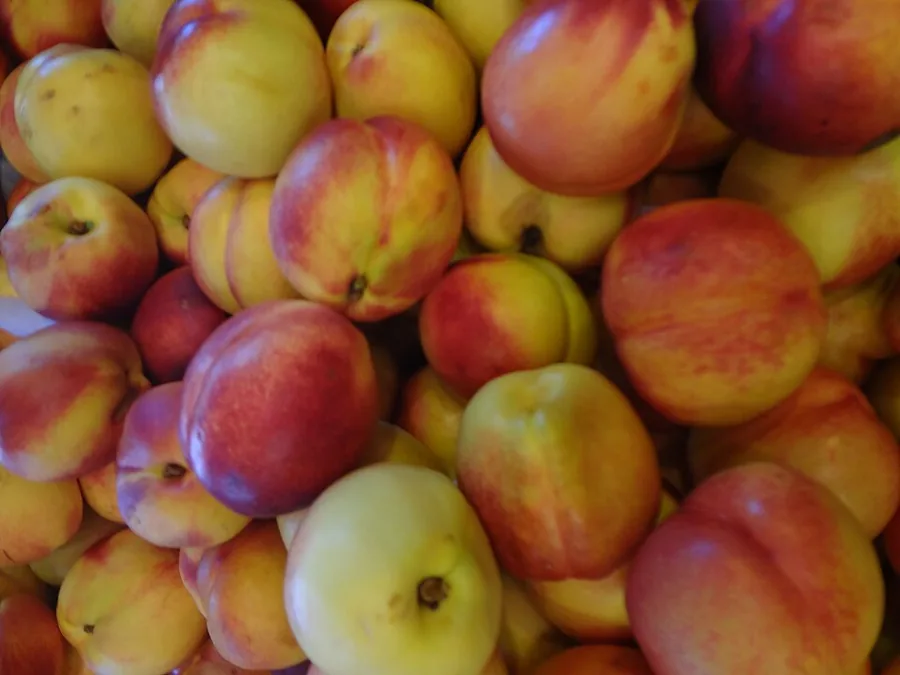 Nectarine