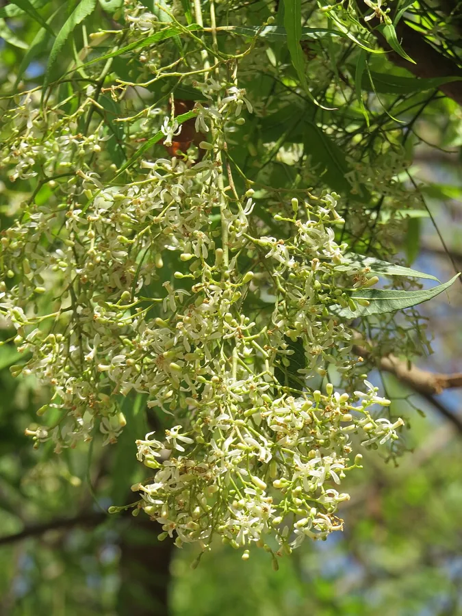 Neem Tree