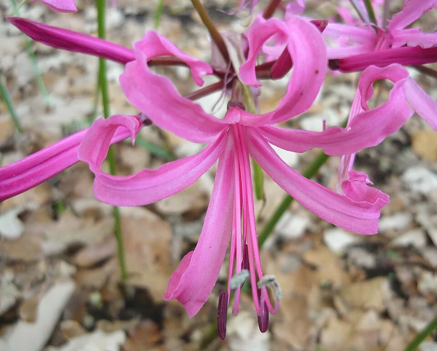 Nerine