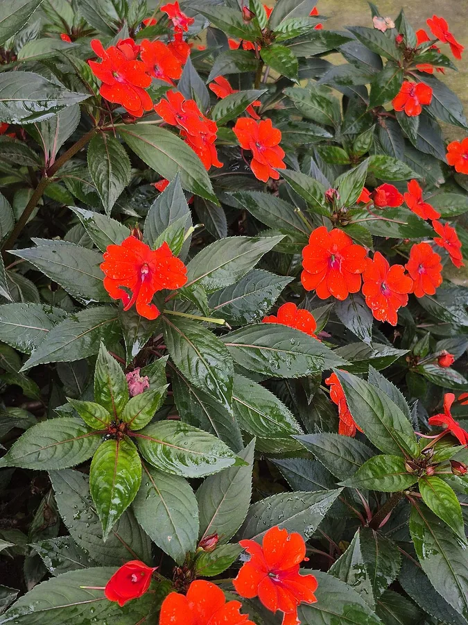 New Guinea Impatiens