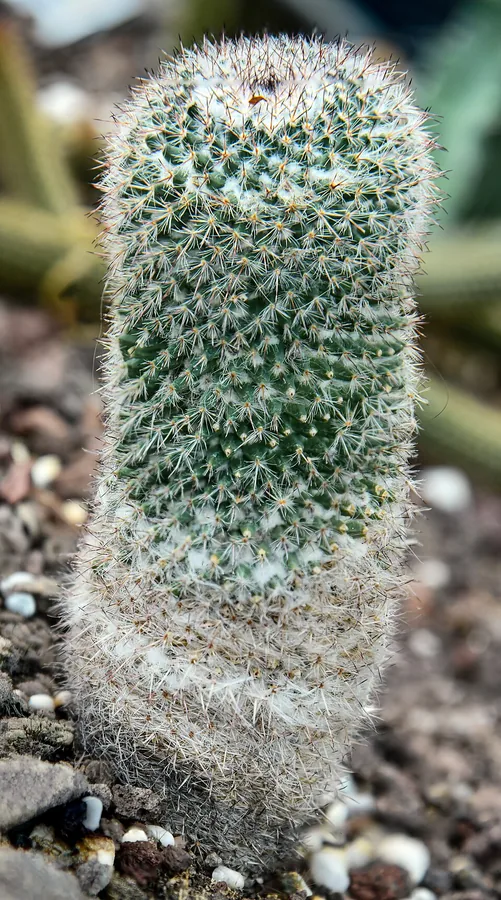 Old Lady Cactus