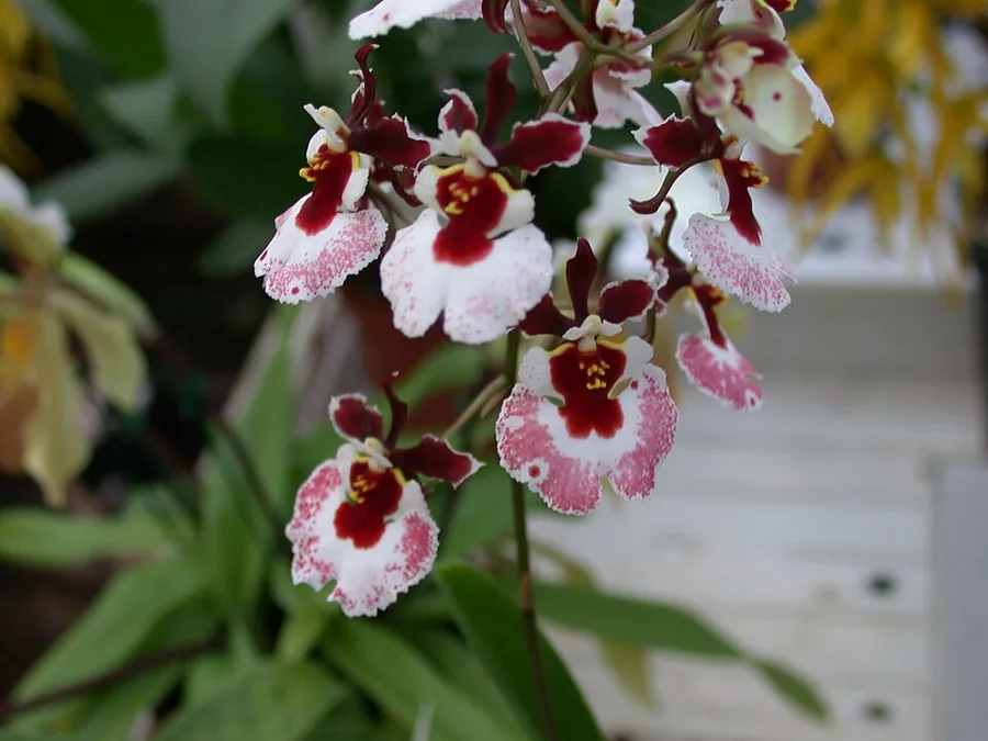 Oncidium Orchid