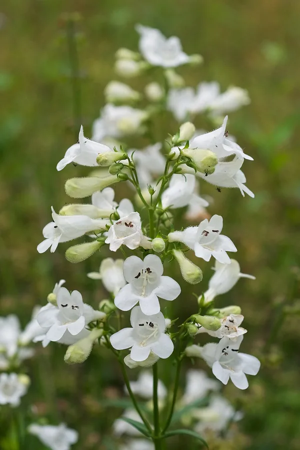 Beardtongue
