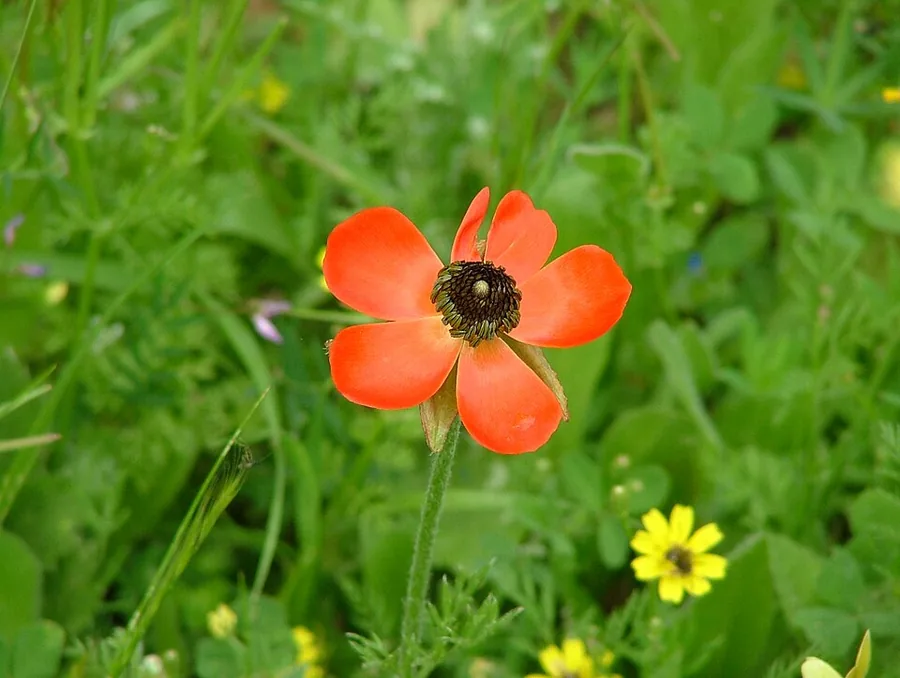 Persian Buttercup