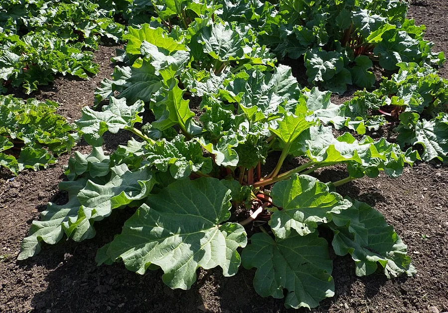 Rhubarb