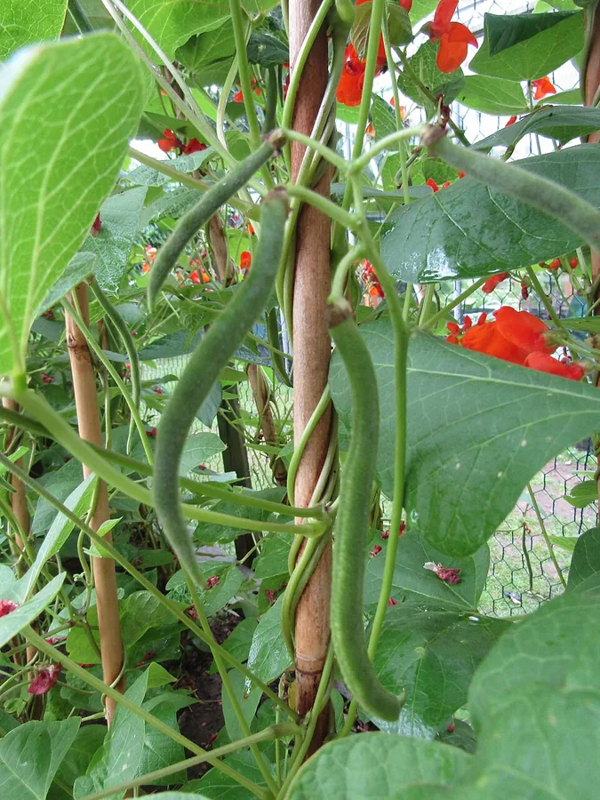 Runner Bean