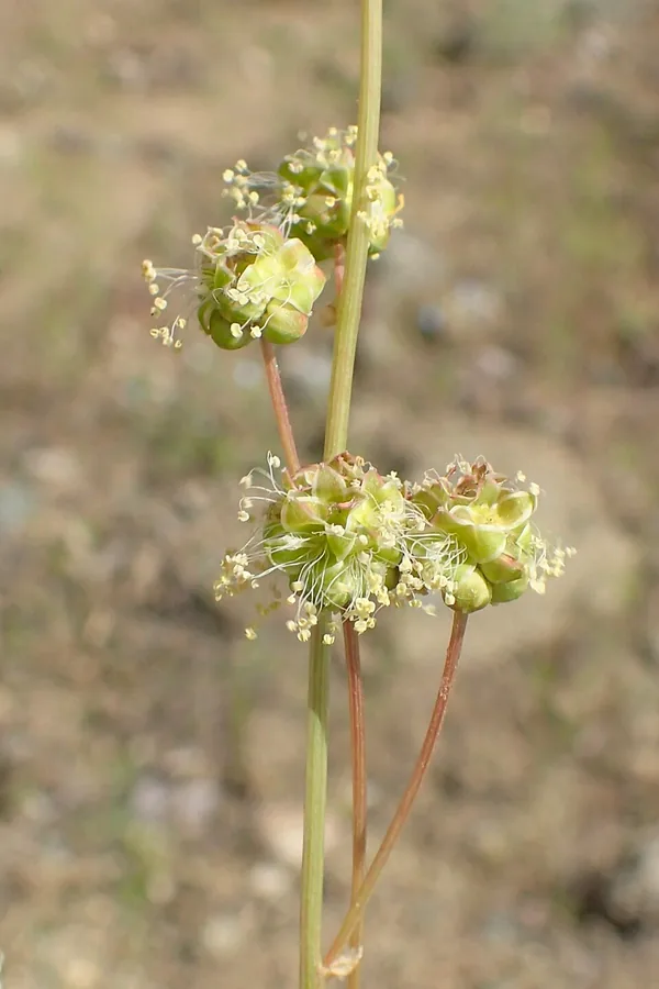 Salad Burnet