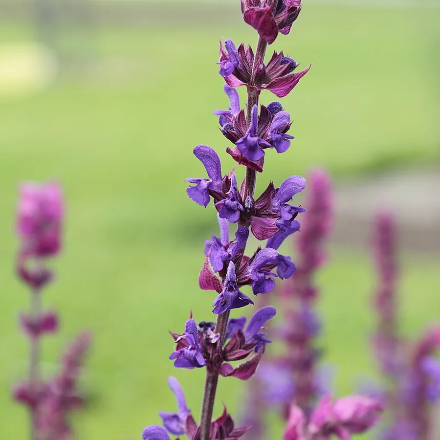 Woodland Sage