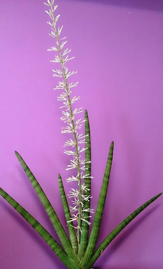 African Spear