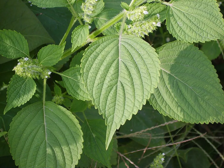 Shiso