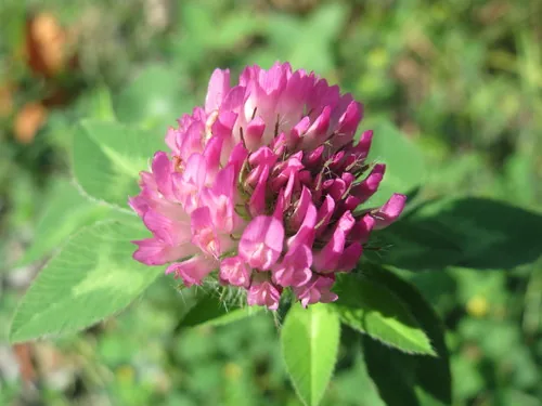 Shrub Rose