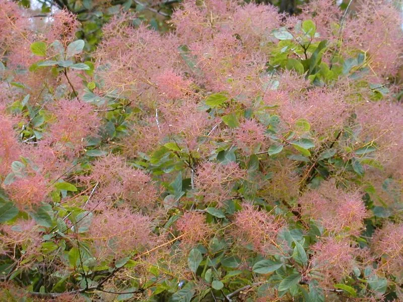 Smoke Bush