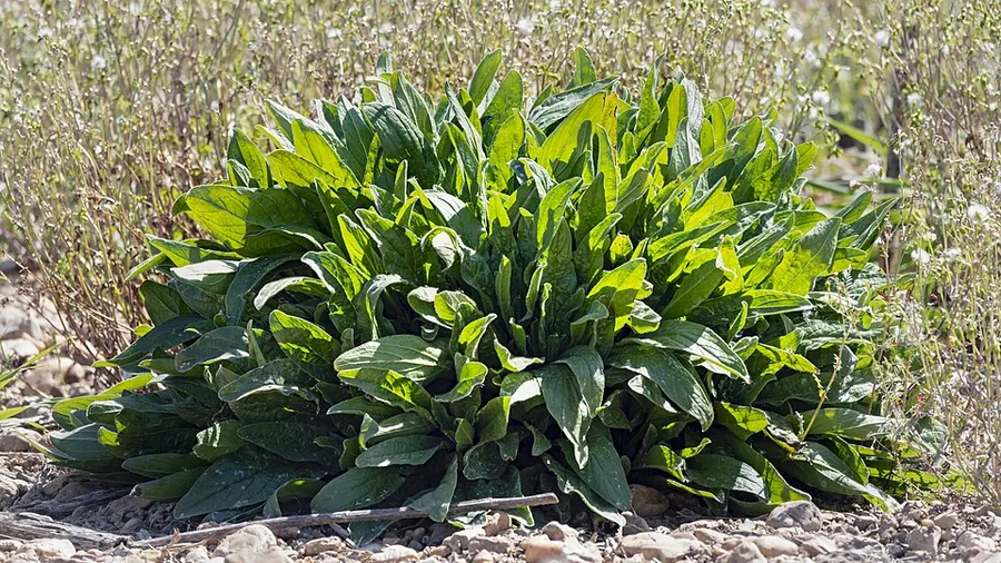 Garden Sorrel