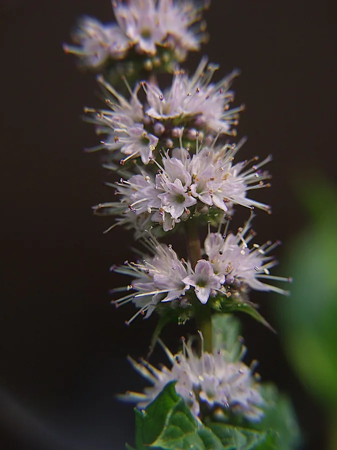 Spearmint