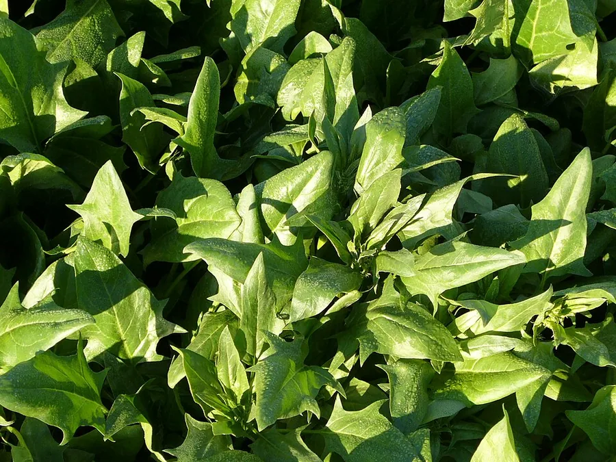 Spinach
