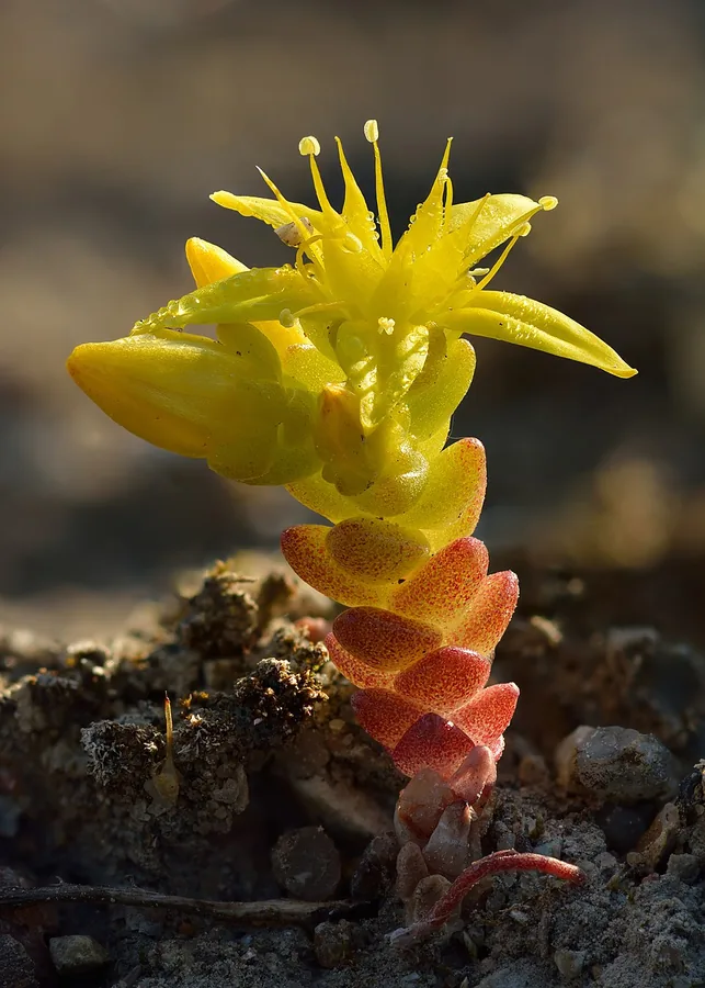 Stonecrop