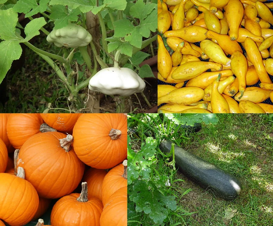 Summer Squash
