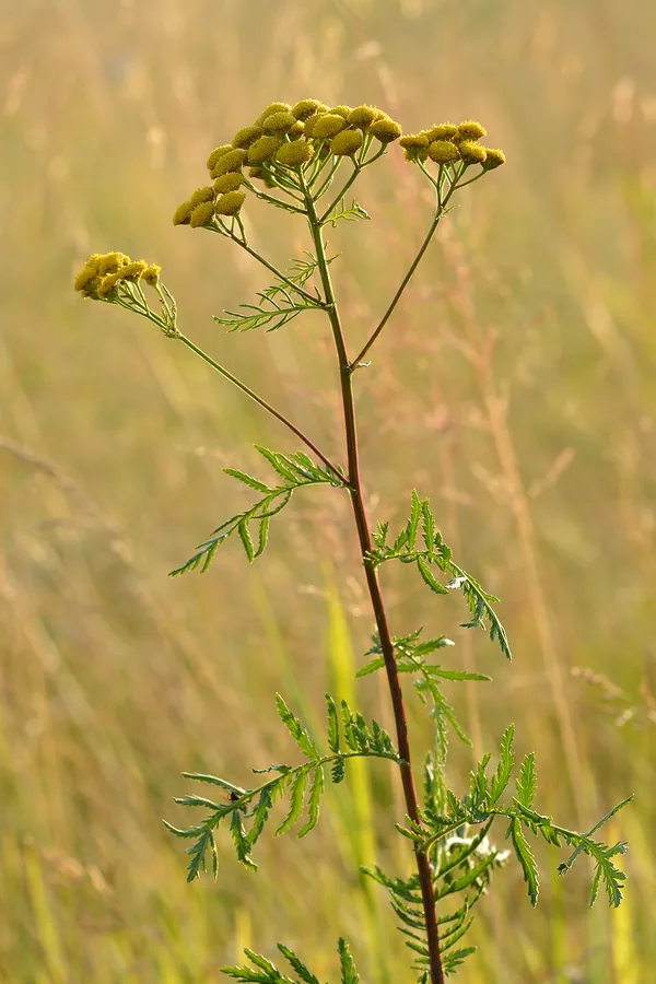 Common Tansy