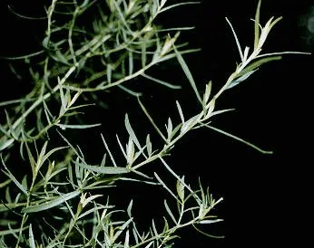 French Tarragon